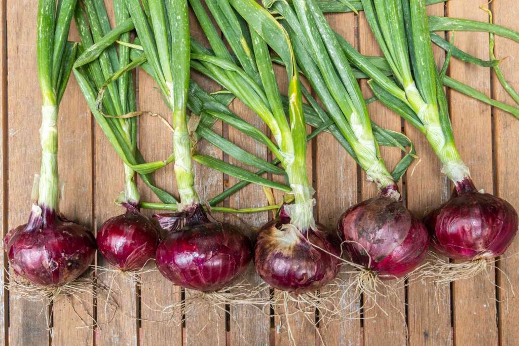 Red Onions 7110784 Hero 79e37549208f4b21a95481bcb7725cb1