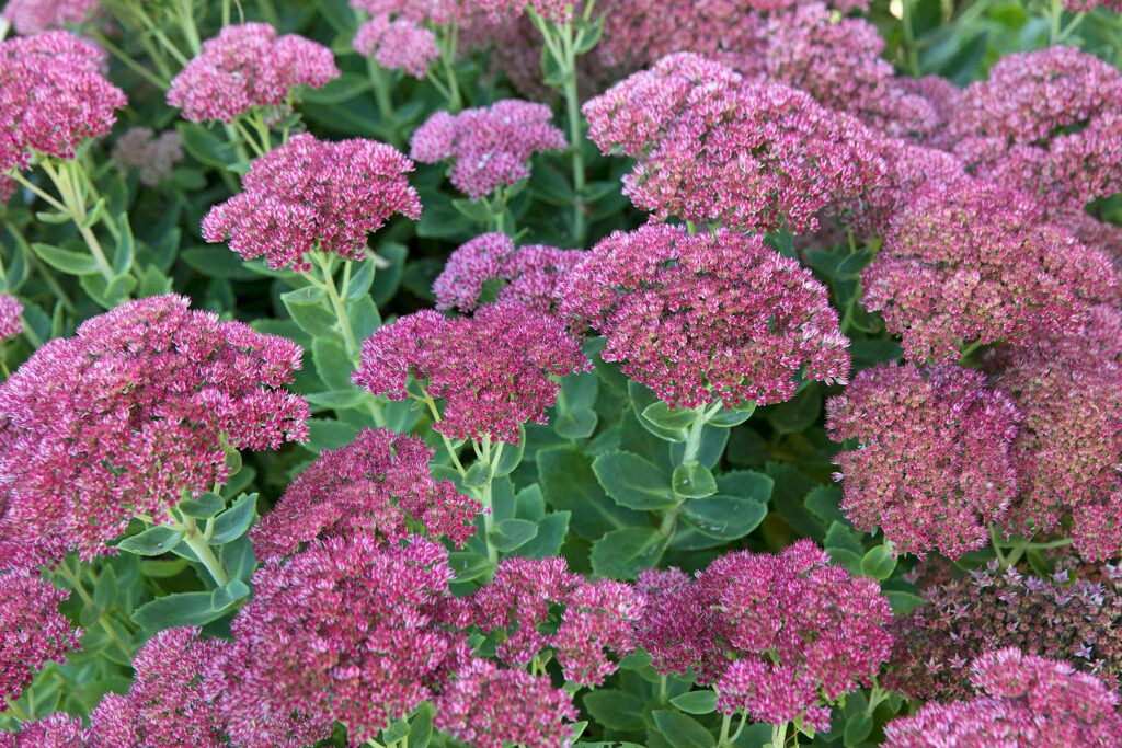 Sedum (stonecrop)
