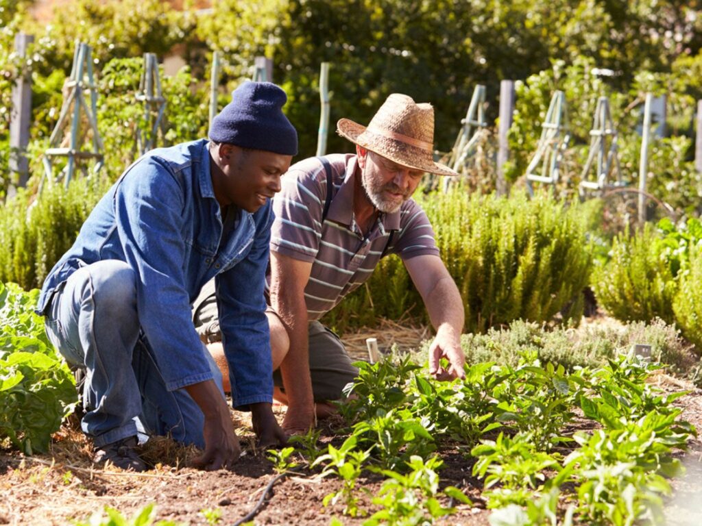 Shared Vegetable Gardens