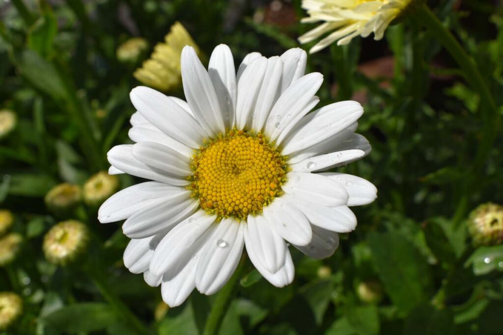 Leucanthemum,x,superbum,'becky',shasta,daisy,flower,white