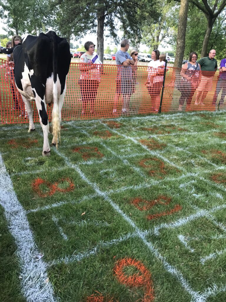 Some Towns Have “cow Plop Bingo”