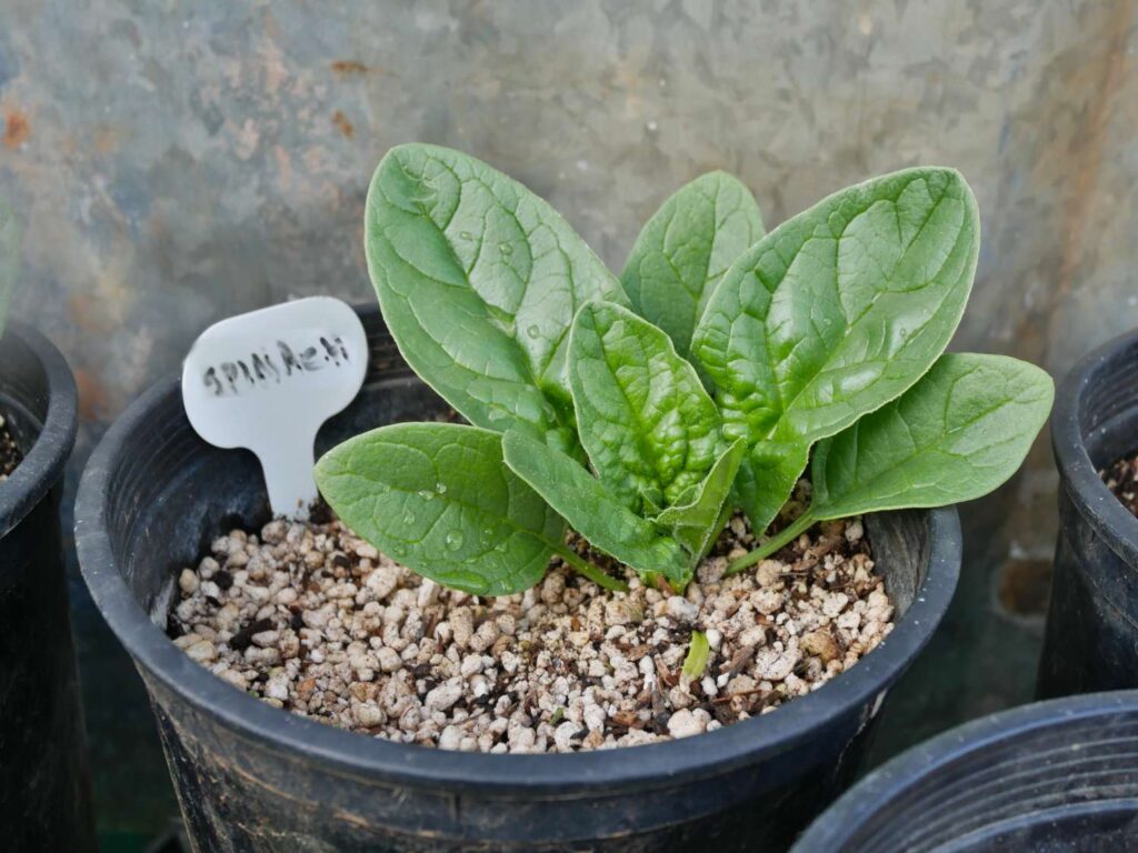 Spinach