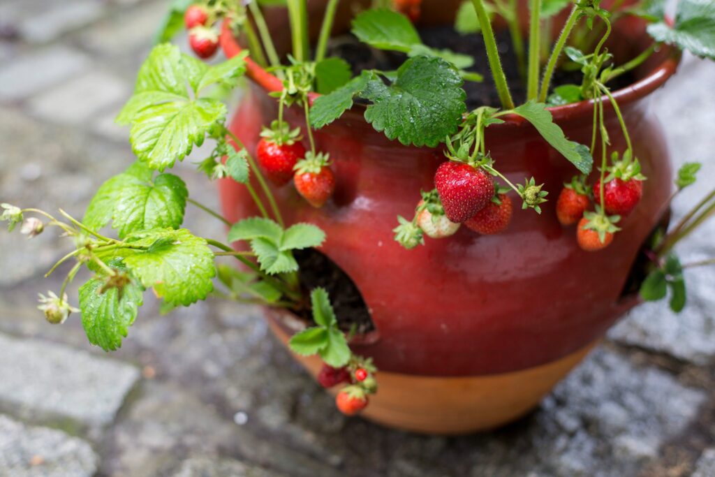 Strawberries