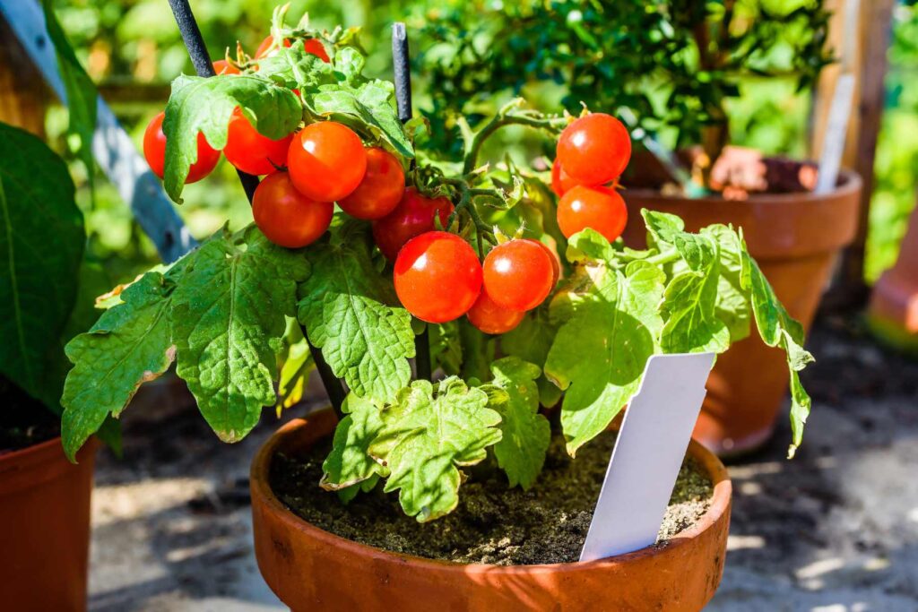 Tomatoes