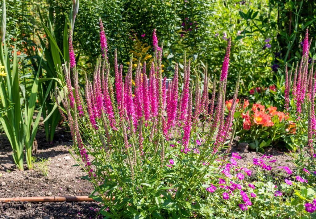 Veronica,spicata,'rotfuchs',red,fox,in,the,garden