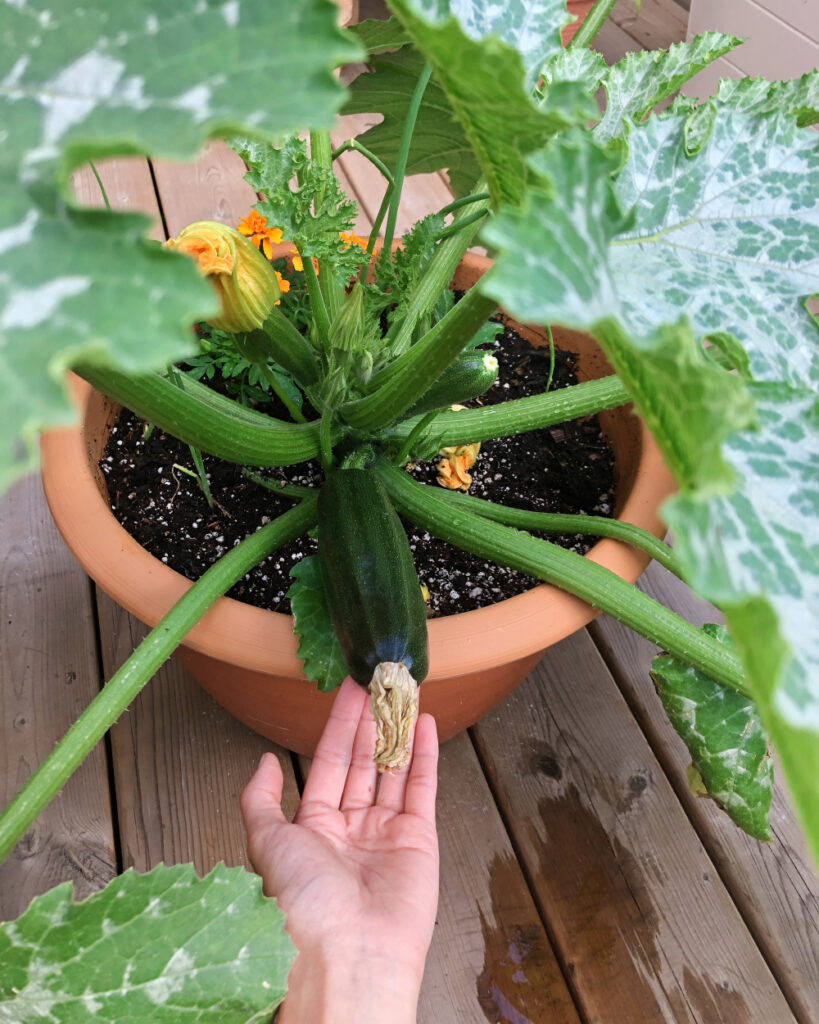 Zucchini