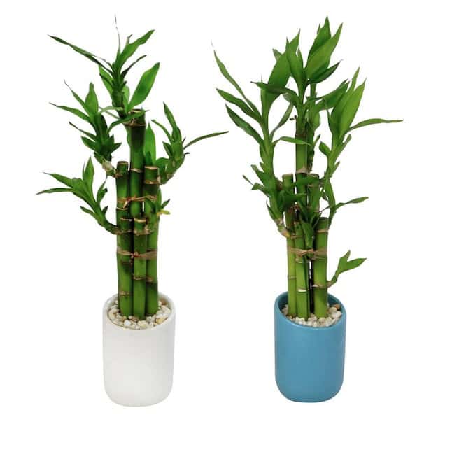 2. Lucky Bamboo