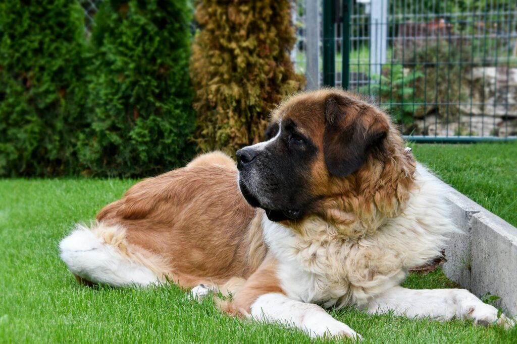 A serene St. Bernard dog lies on vibrant green grass in a backyard setting.