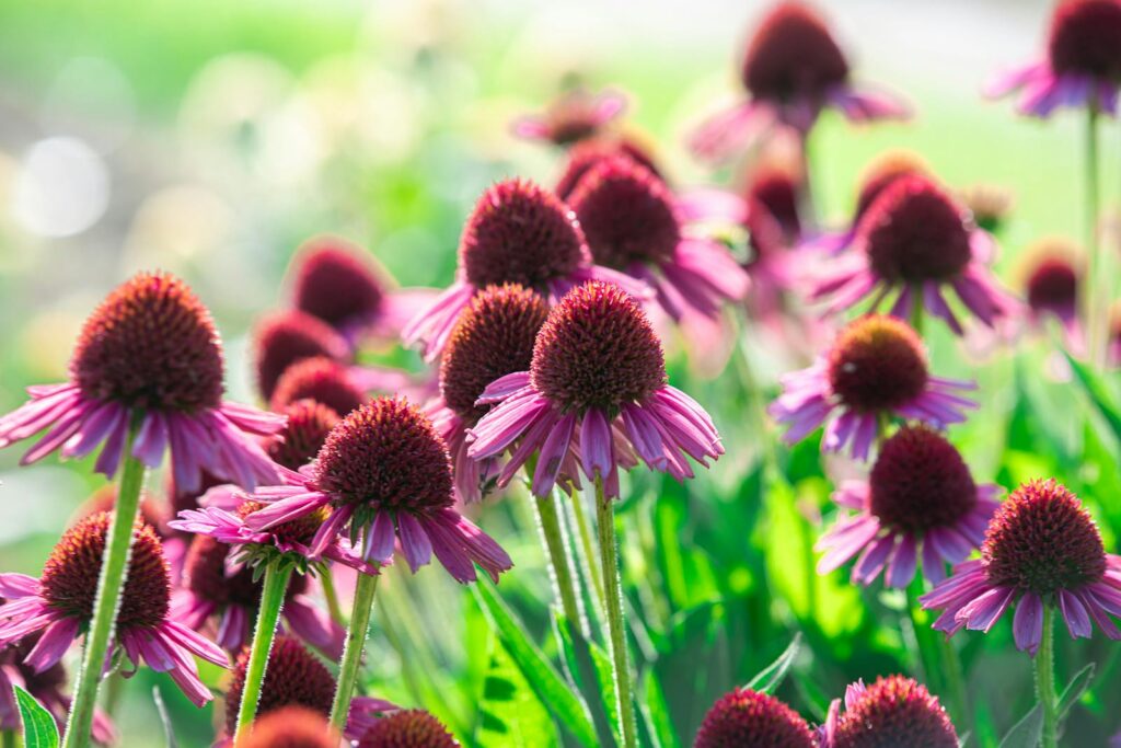 Close-up of bright pink coneflowers in a sunlit garden showcasing natural beauty and vivid colors.