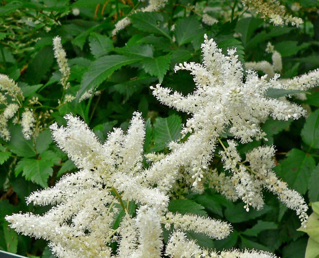 Astilbe arendsii bumalda 1