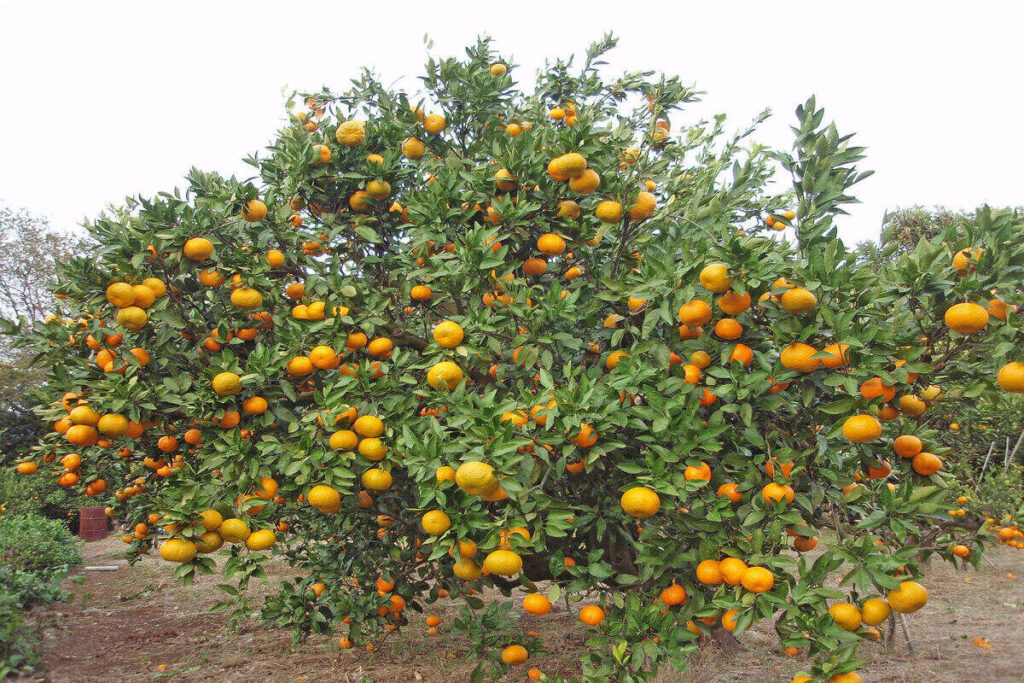 20 Interesting Facts About Orange Trees 1705572734
