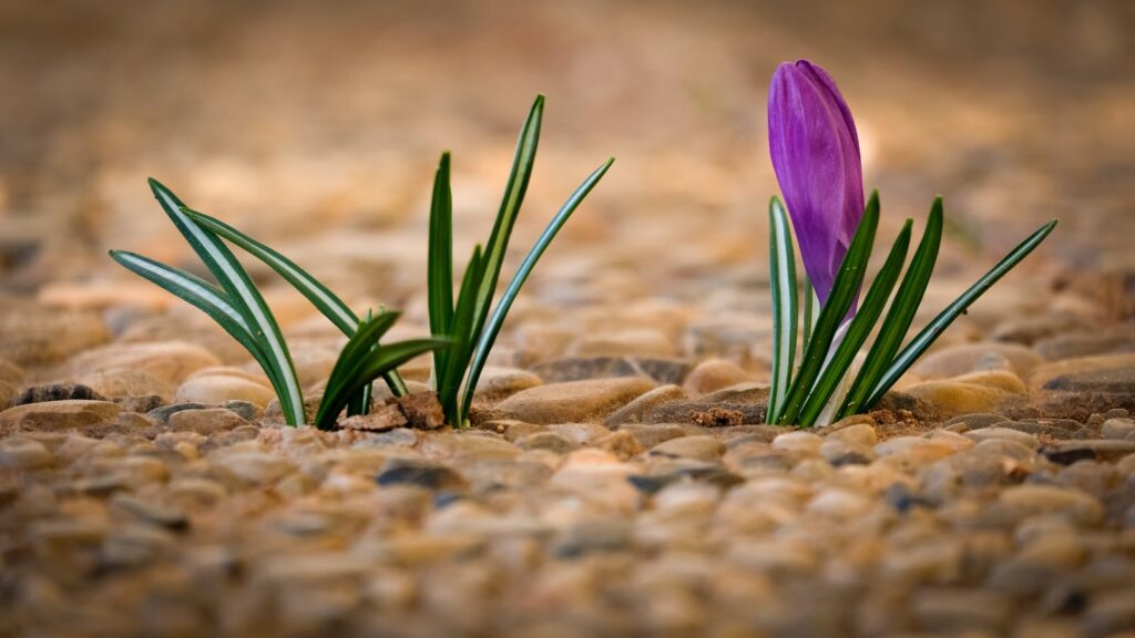 A vibrant purple crocus flower emerging from pebbles, symbolizing spring and new beginnings.