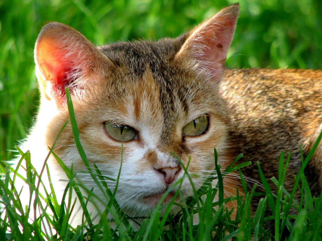 Photo by sergey dvorkin