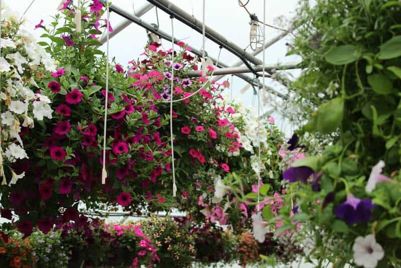 30 Patio Plants That Flourish In Pots And Containers