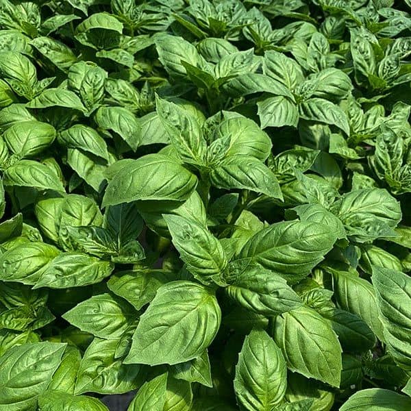9. Basil