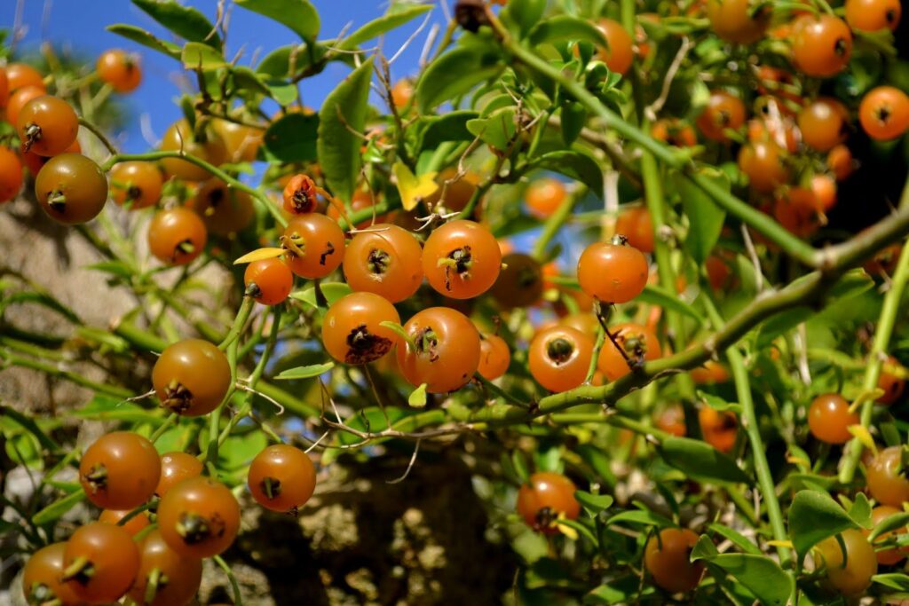 5c5f9306b348438def799e5a70d45cdf