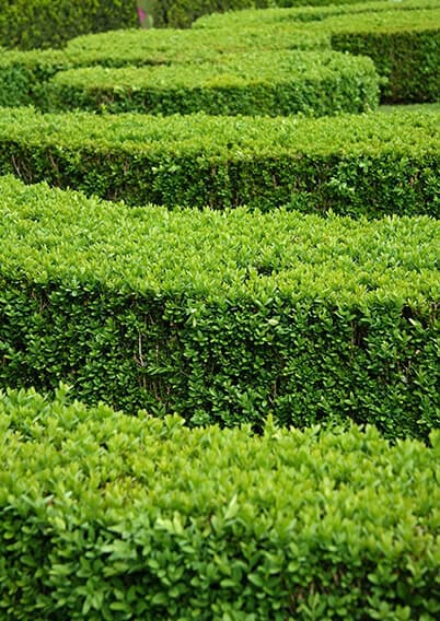 18. Boxwood