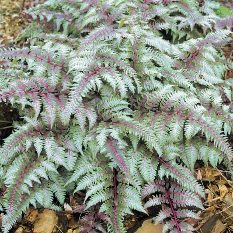 26. Japanese Painted Fern