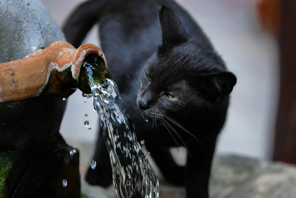 A black cat drinking water from a stone fountain, close-up view.