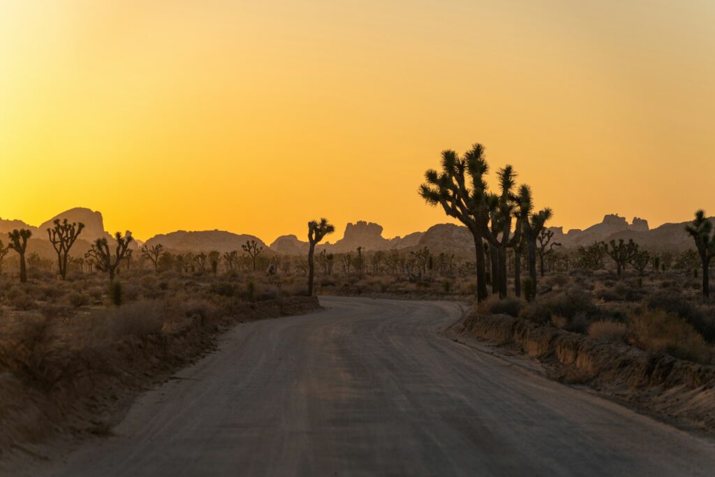 Desert road at sunset with joshua trees.