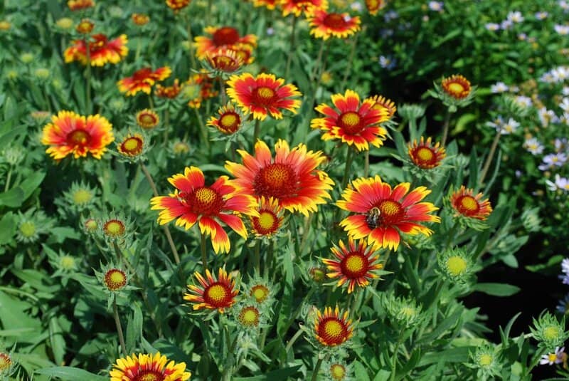 17. Blanket Flower