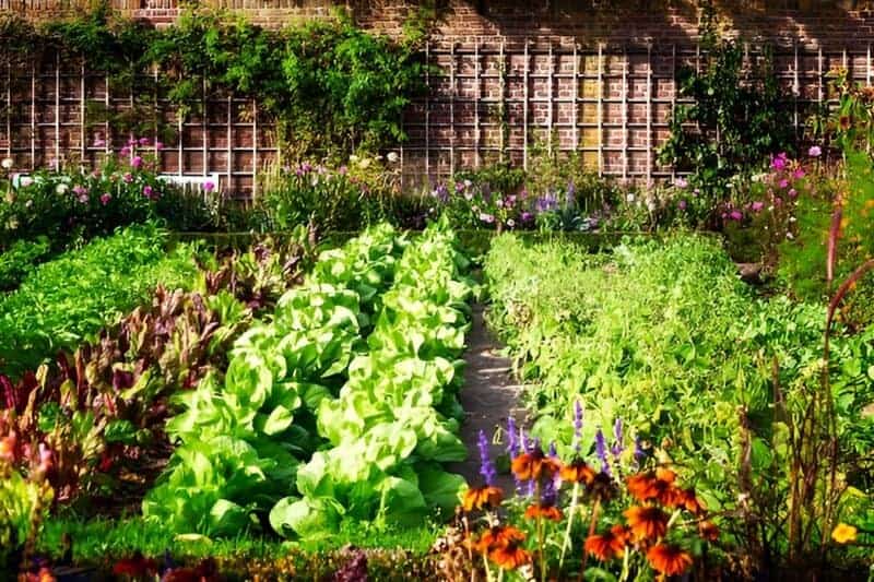 20. Heirloom Plants