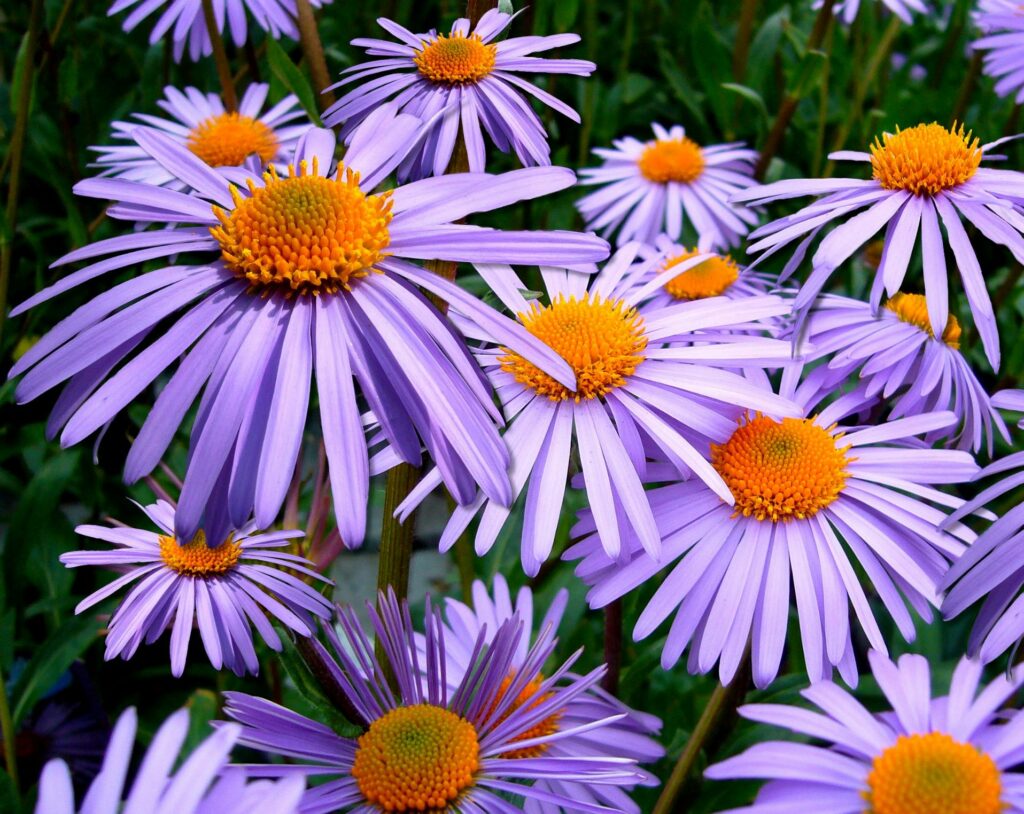 Aster (symphyotrichum spp.)