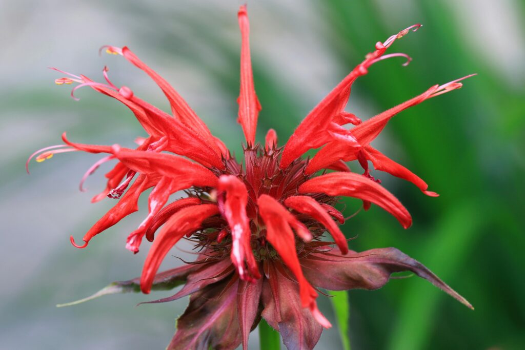 Bee balm (monarda)