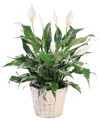4. Peace Lily