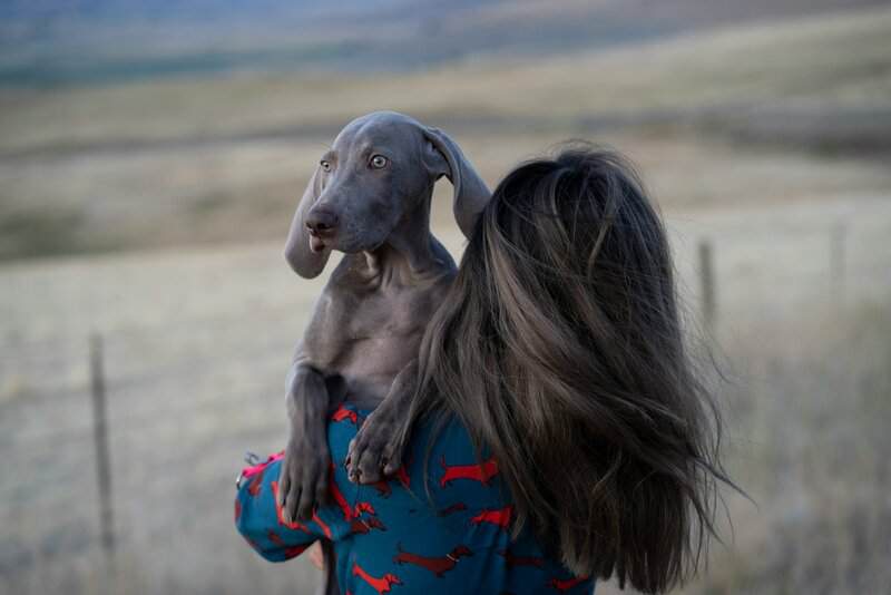 Returned Within Weeks: The 27 Dog Breeds New Owners Give Up On