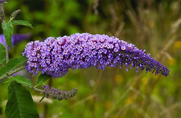 16. Butterfly Bush