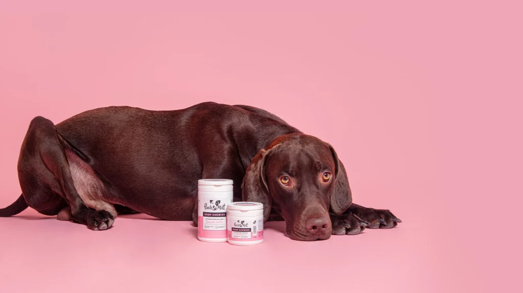 Calming treats for dogs