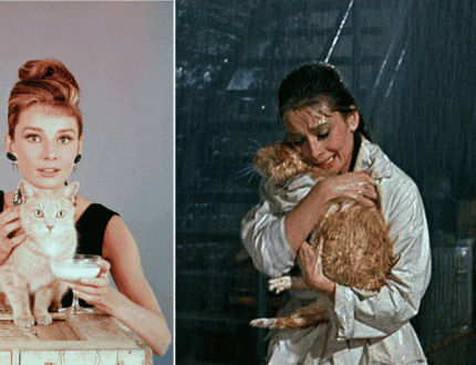 Unforgettable Animal Stars: 28 Screen Legends That Captivated Us