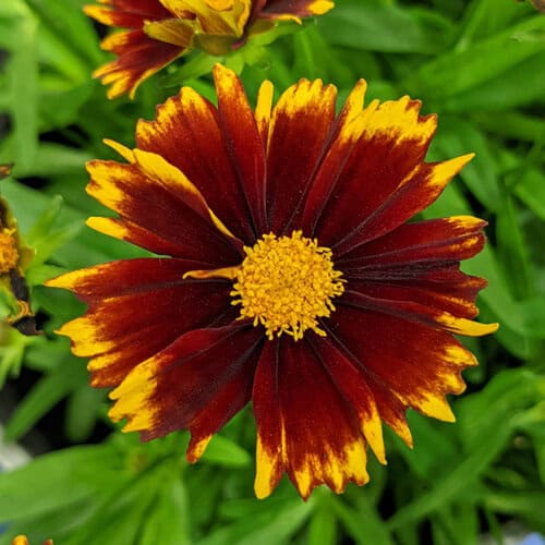 16. Coreopsis