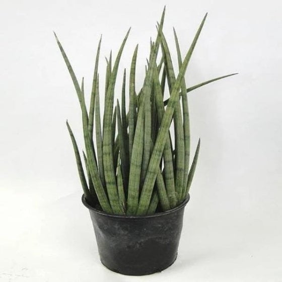 5. Snake Plant