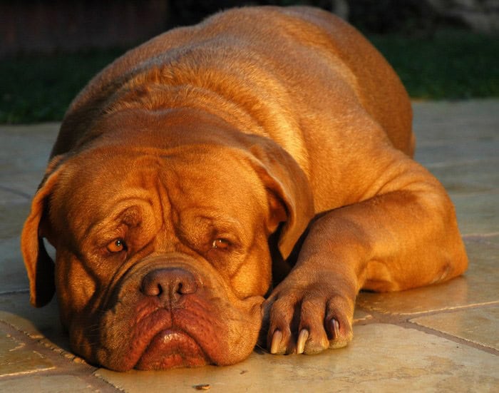 Dogue de bordeaux