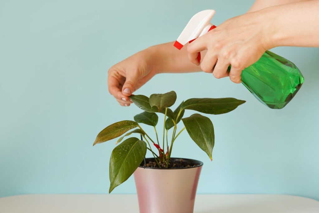 Freshen Up Indoor Plants