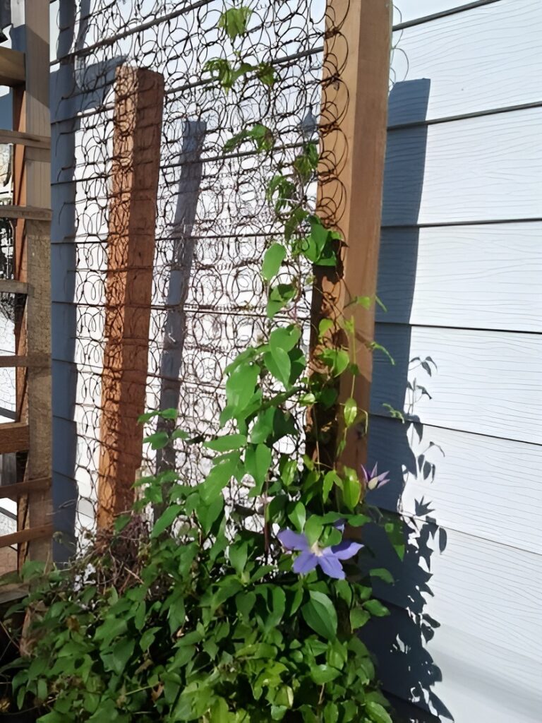 Garden Trellis From Broken Bed Springs