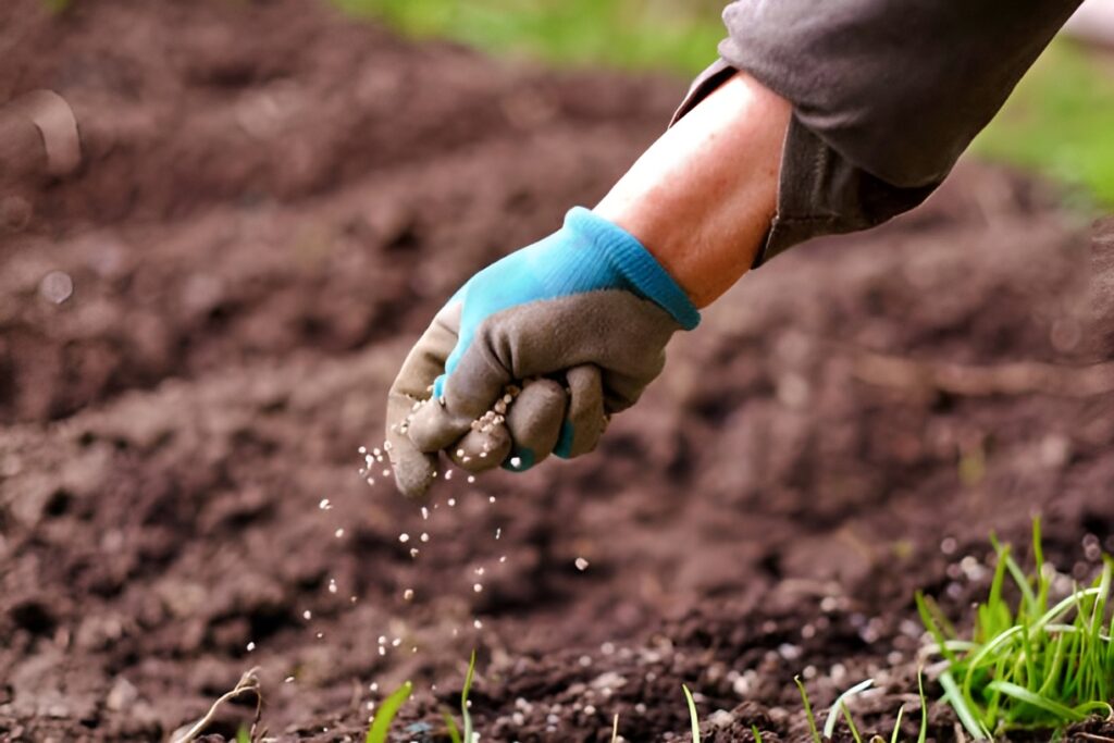 Gardener carefully applies nutrient rich fertilizer