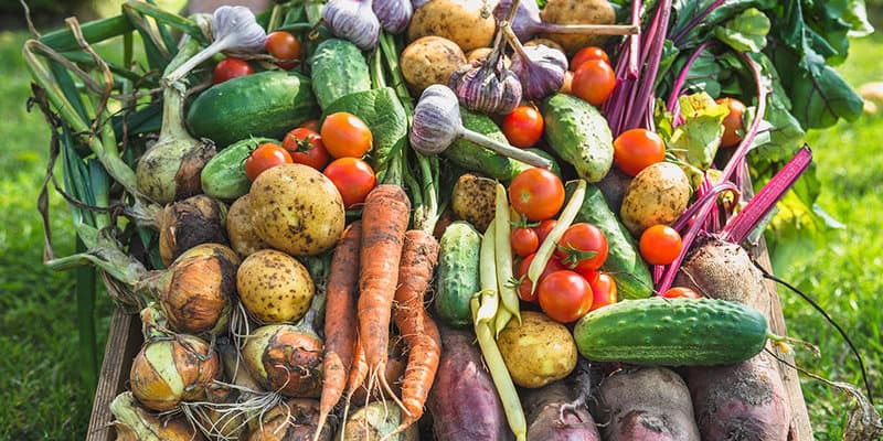 Growing Your Own Food