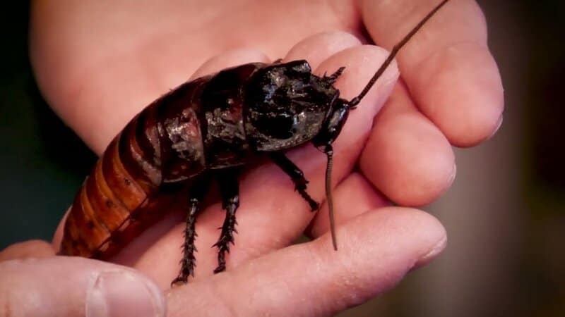 20. Madagascar Hissing Cockroach