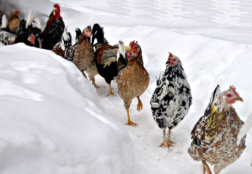 Iceland (rural Areas)