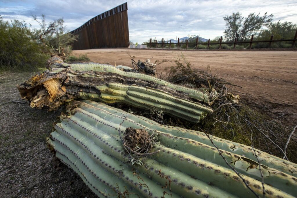 Illegal To Dig Up And Move A Saguaro Cactus - Arizona