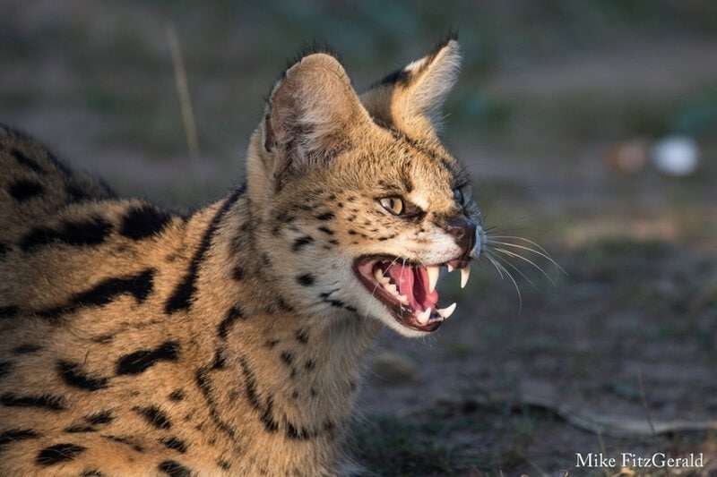 8. Serval