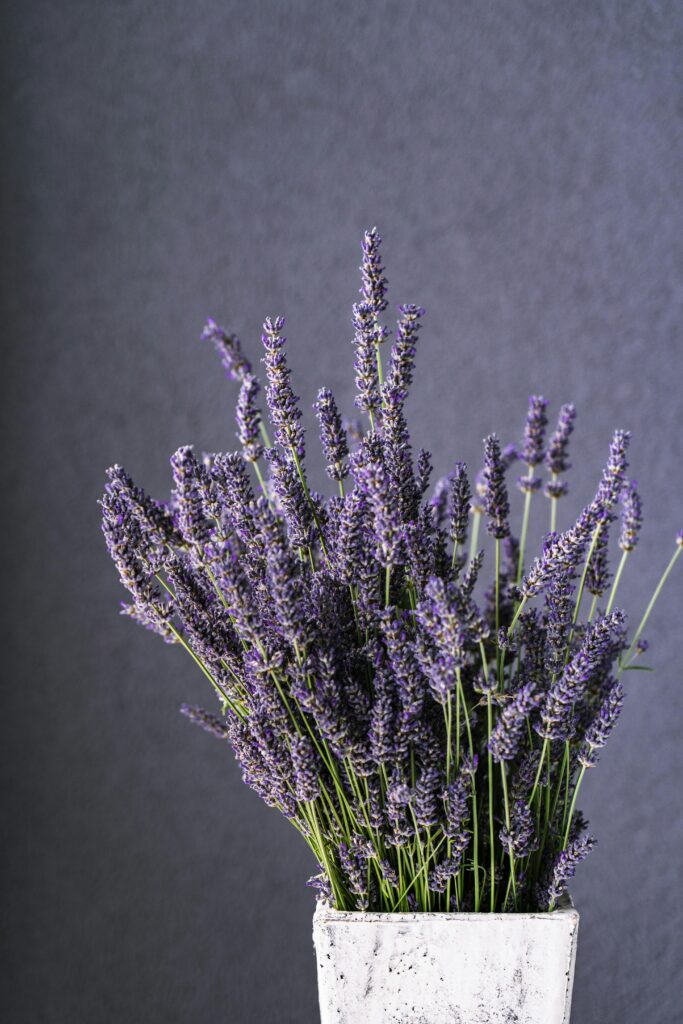 Lavender (lavandula angustifolia)