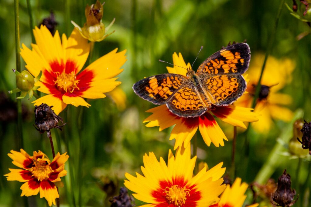 a close up of a butterfly on a flower