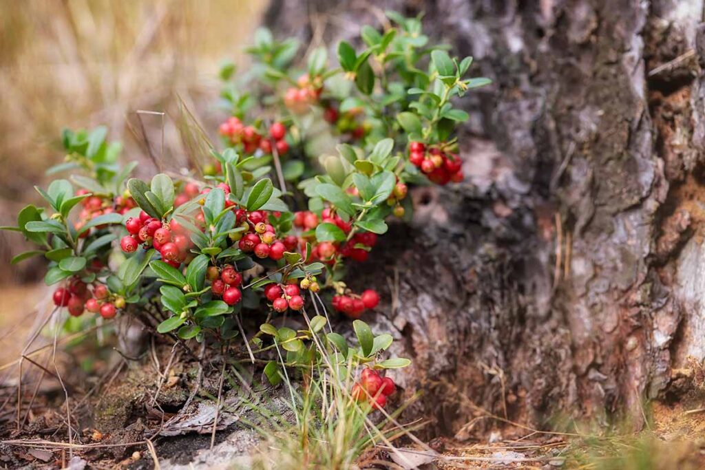 Lingonberries Growing At The Base Of A Tree