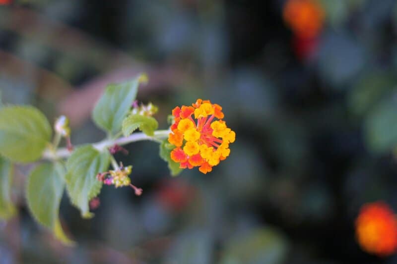 18. Lantana