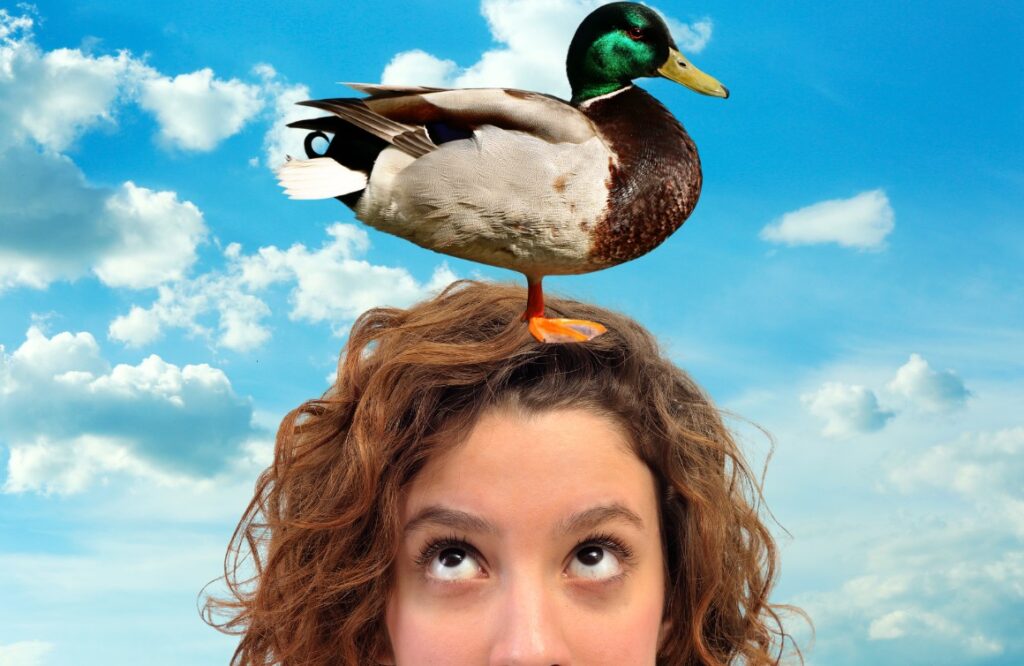 No Crossing State Lines With A Duck On Your Head - Minnesota