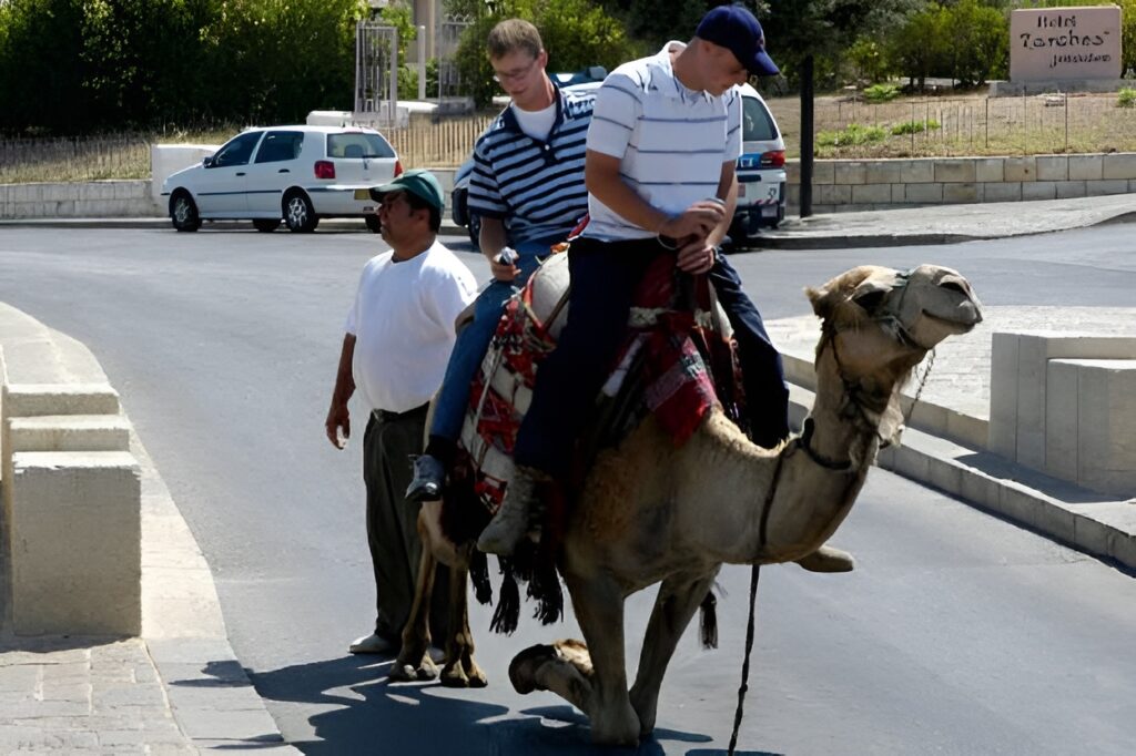 No Riding Camels On The Highway - Nevada